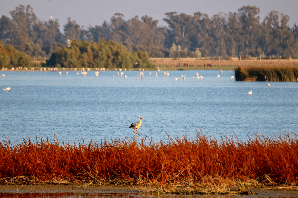 Parque Nacional de Doñana