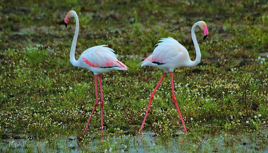 visita Parque Nacional de Doñana